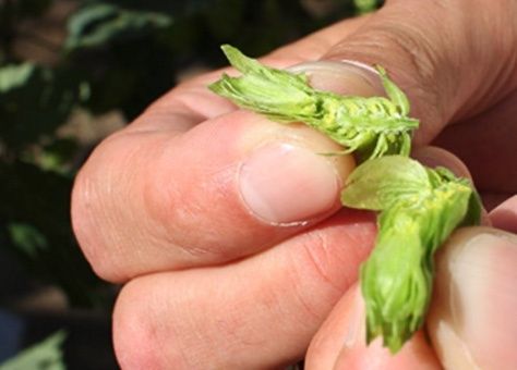 Hopfen sorgt für die Bittere und das Aroma unserer Biere