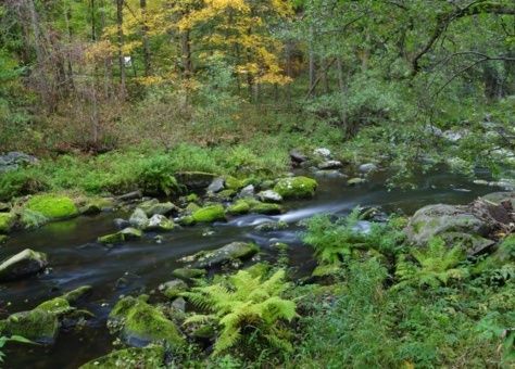 Unser Brauwasser kommt aus dem Fichtelgebirge