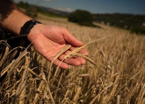 Wir legen Wert auf hochwertiges Malz als Grundlage für unseren Sud