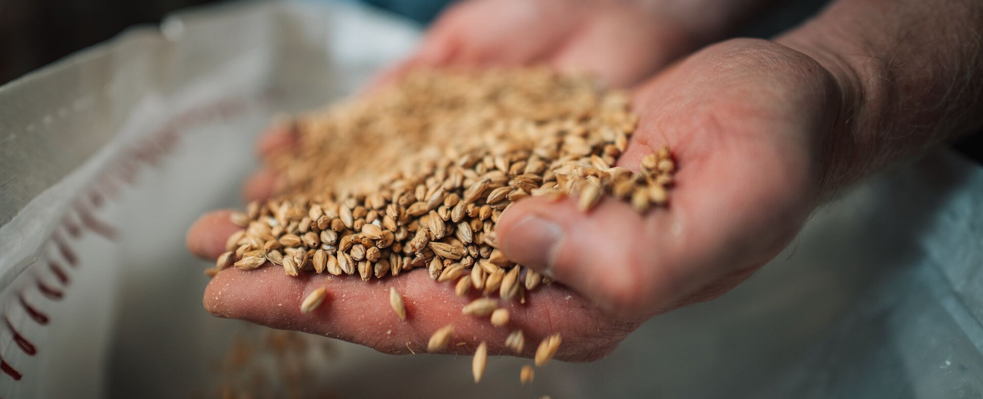 Eine Hand voll Gerste, die behutsam aus einem Sack geholt wird.